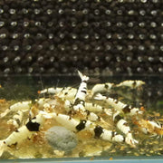 Pure black line (pbl) shrimp - livestock