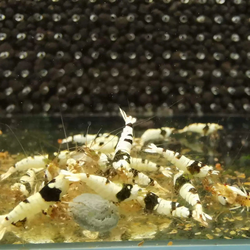 Pure black line (pbl) shrimp - livestock
