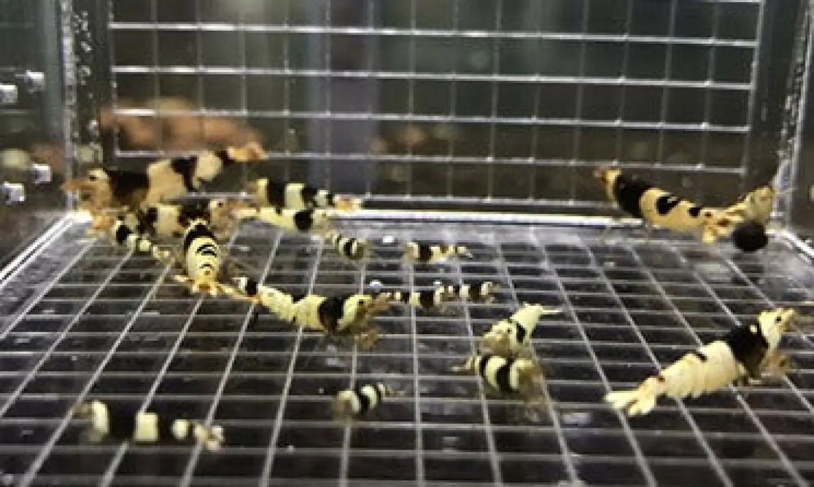 Pure black line (pbl) shrimp - livestock