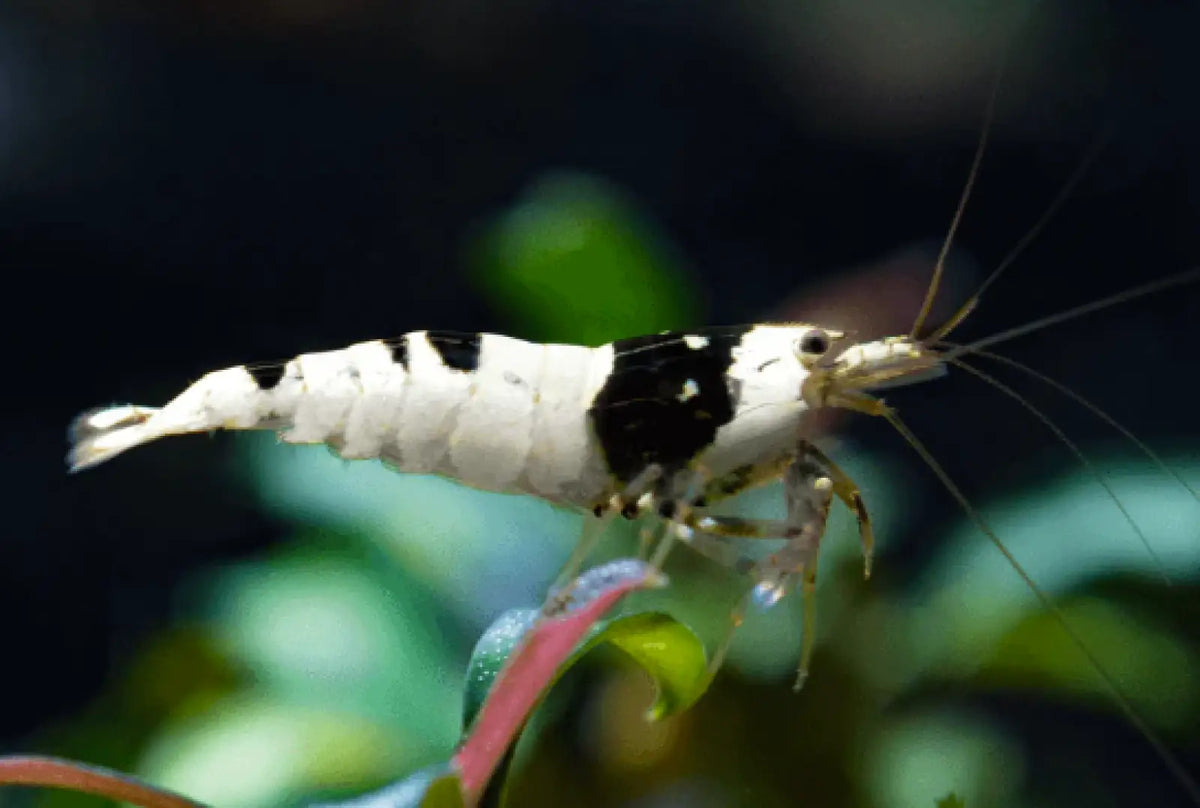 Topick Aquarium - Pure Black Line (PBL) Shrimp
