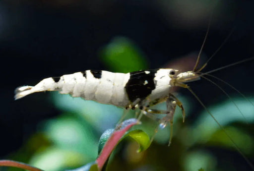 Pure black line (pbl) shrimp - livestock