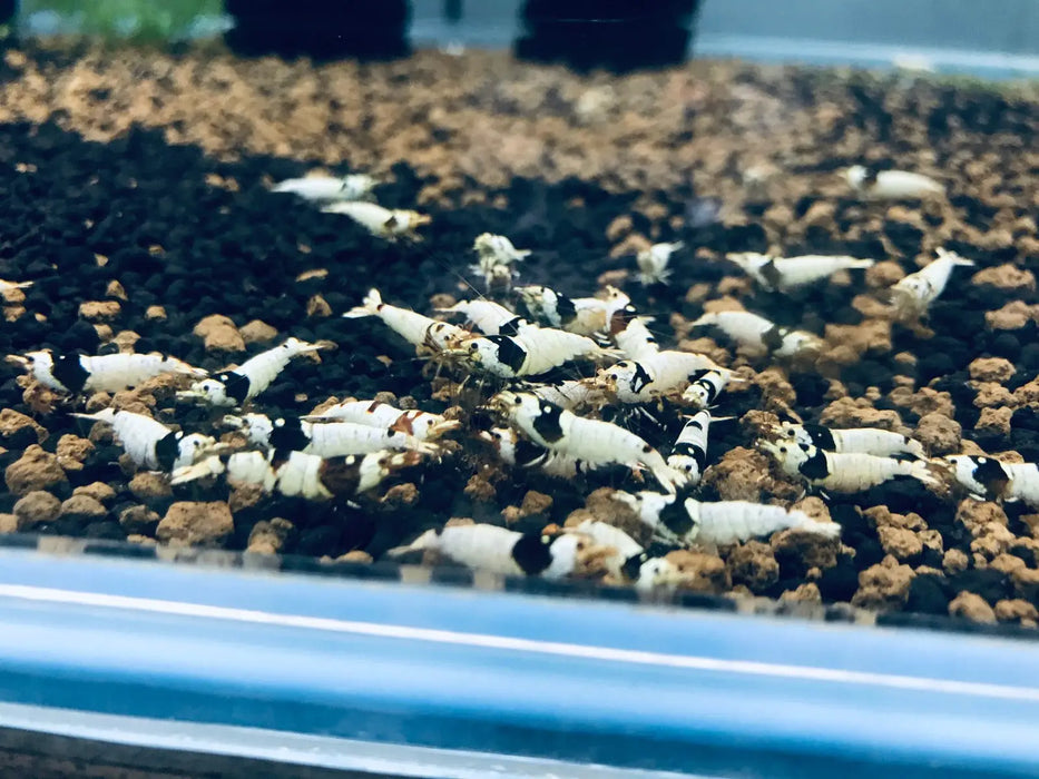 Pure black line (pbl) shrimp - livestock