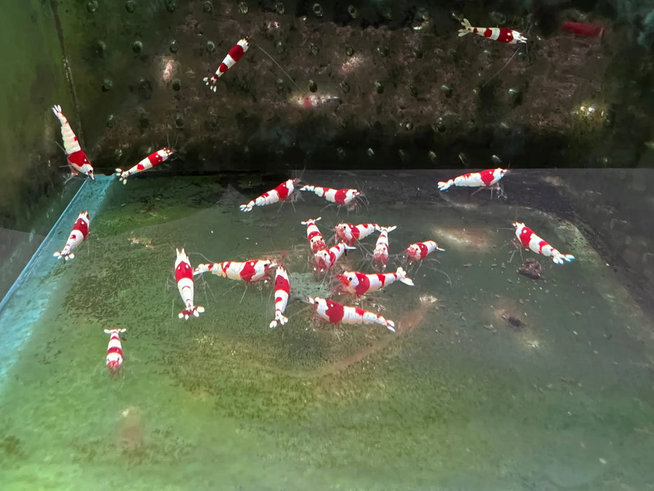 Pure red line (prl) shrimp - advanced grade - livestock