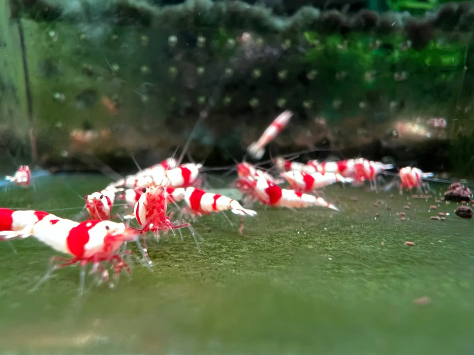 Pure red line (prl) shrimp - advanced grade - livestock