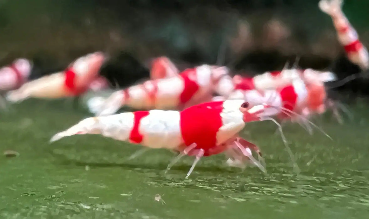 Pure red line (prl) shrimp - advanced grade - livestock