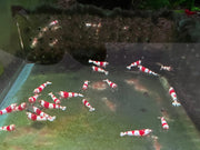 Pure red line (prl) shrimp - advanced grade - livestock