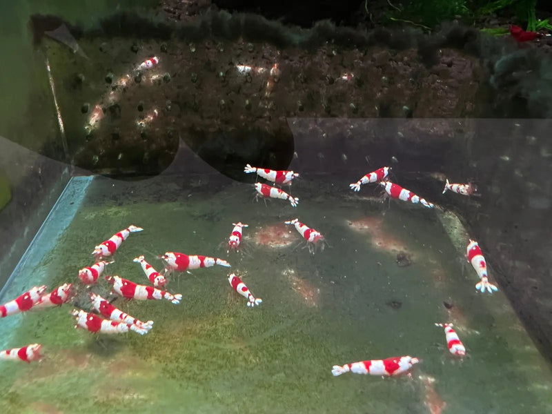 Pure red line (prl) shrimp - advanced grade - livestock