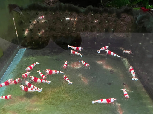 Pure red line (prl) shrimp - advanced grade - livestock