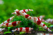 Pure red line (prl) shrimp - mix grade - livestock
