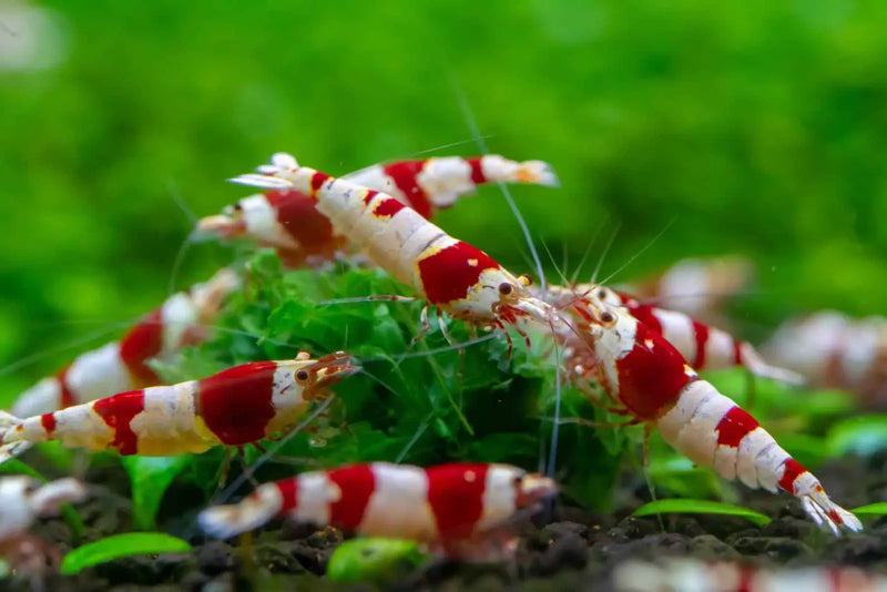 Pure red line (prl) shrimp - mix grade - livestock