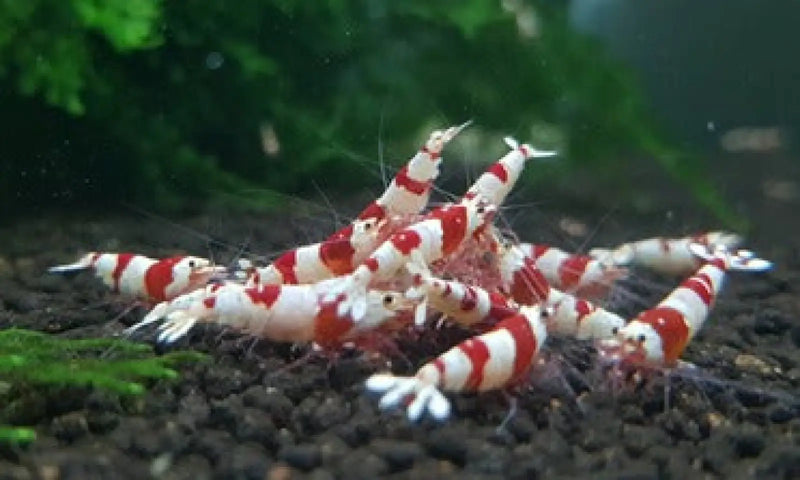 Pure red line (prl) shrimp - mix grade - livestock