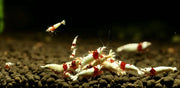 Pure red line (prl) shrimp - sss - livestock