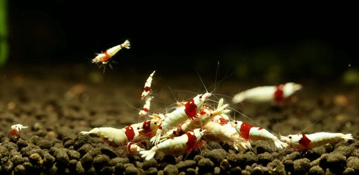 Pure red line (prl) shrimp - sss - livestock