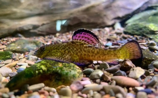 Purple-fin loach