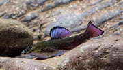 Purple-fin loach