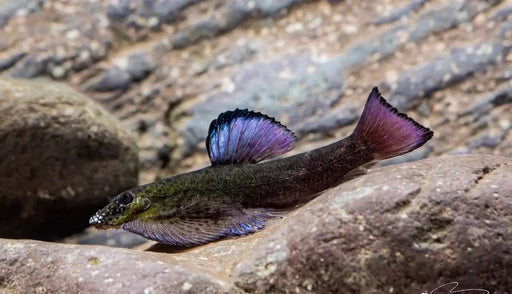 Purple-fin loach