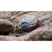 Purple-fin loach
