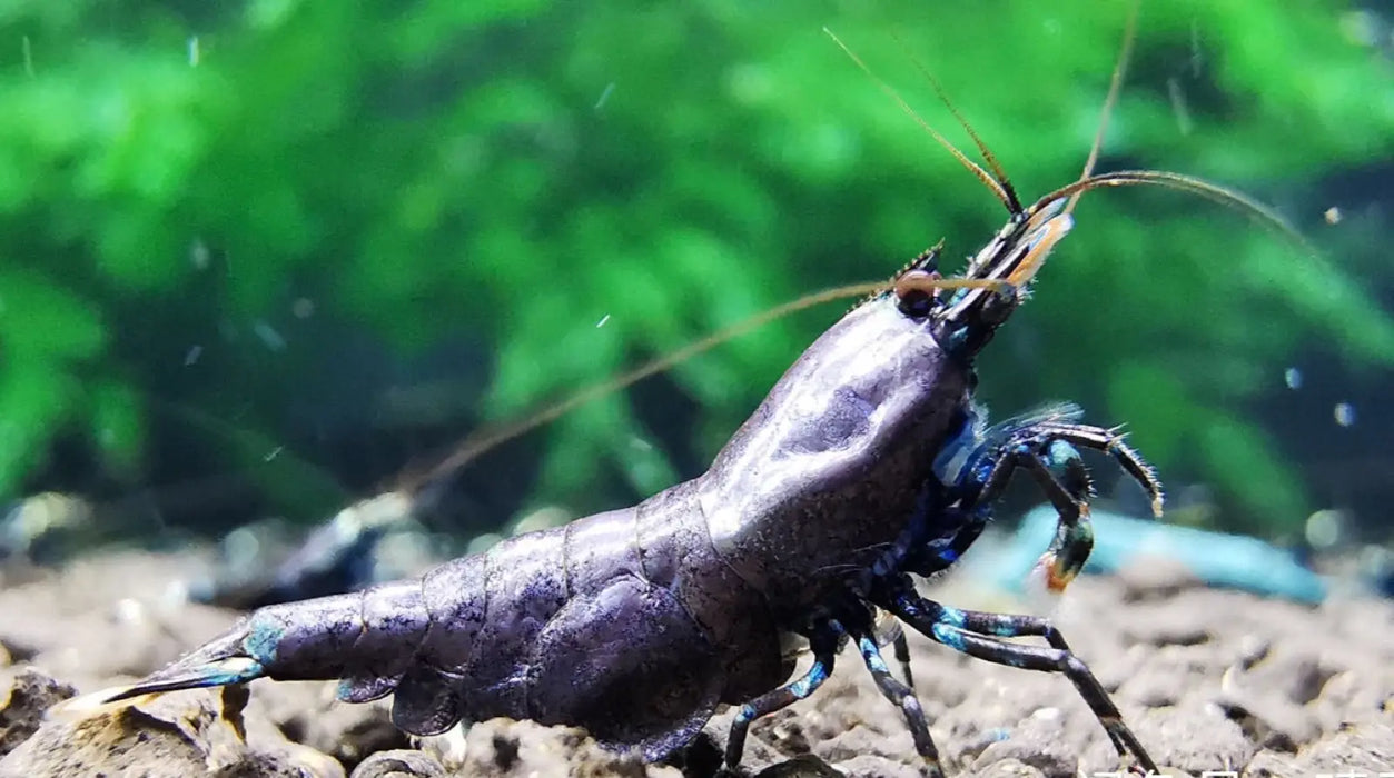 Purple metallic shrimp - livestock