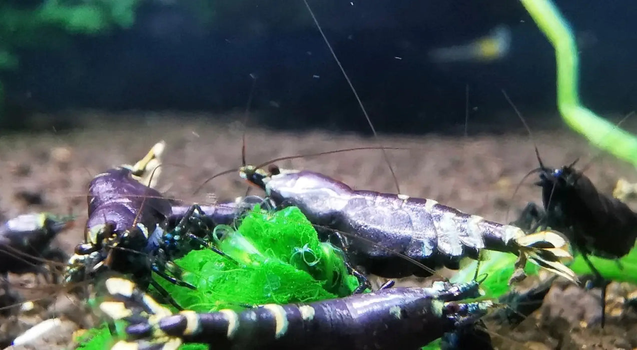 Purple metallic shrimp - livestock