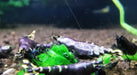 Purple metallic shrimp - livestock