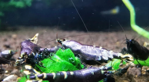 Purple metallic shrimp - livestock