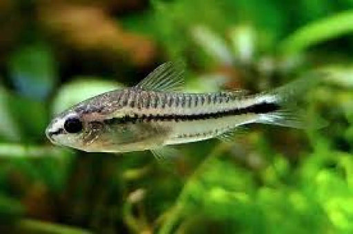 Pygmy cory - animals & pet supplies