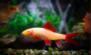 Rainbow Shark - Topick Aquarium Canada