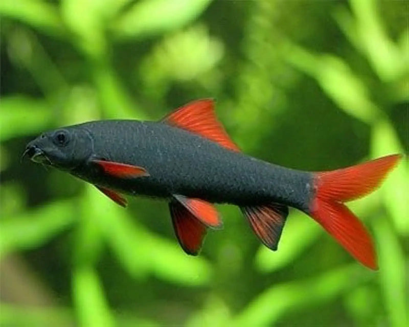 Rainbow Shark - Topick Aquarium Canada