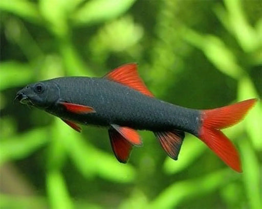 Rainbow shark - regular - livestock