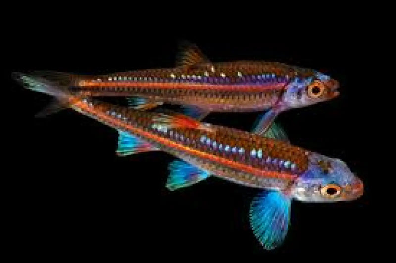 Rainbow Shiner - Topick Aquarium Canada