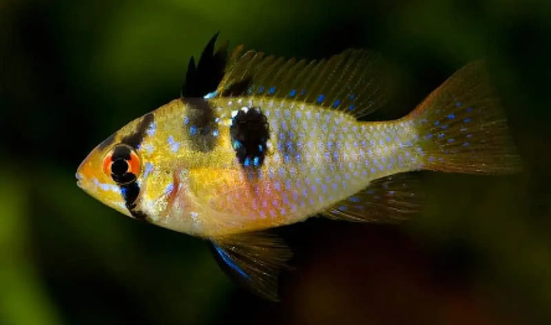 German Blue Ram Cichlid - Topick Aquarium