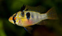 Ram cichlid - livestock