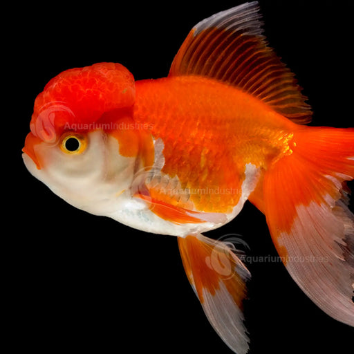 Red and white oranda - 8-9cm