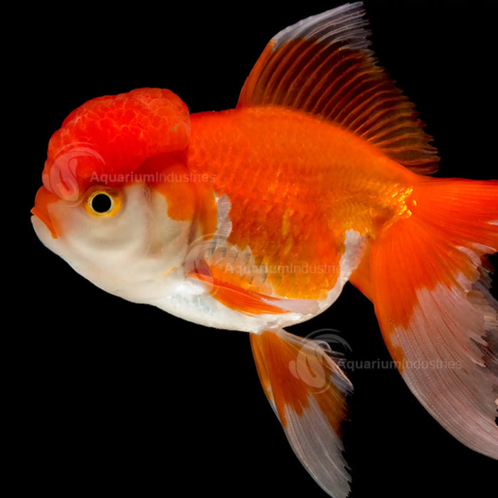 Red and white oranda - 8-9cm