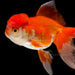 Red and white oranda - 8-9cm