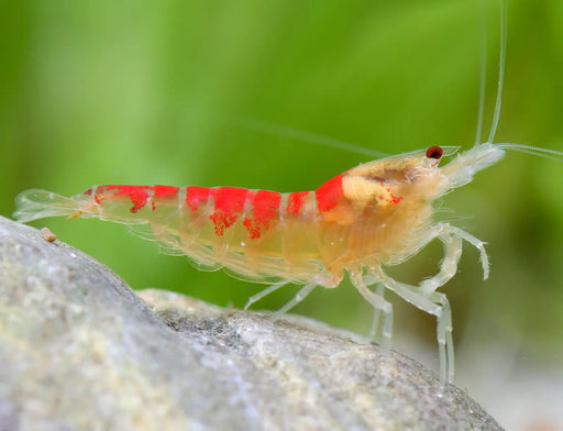 Red calceo bee shrimp (golden dragon) - livestock