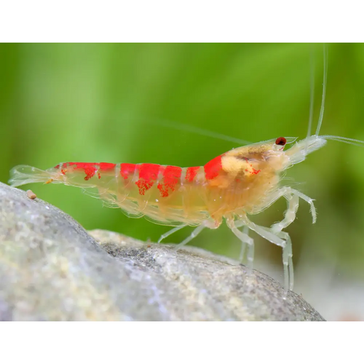 Red calceo bee shrimp (golden dragon) - livestock