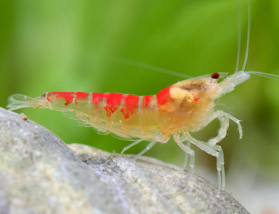 Red calceo bee shrimp (golden dragon) - livestock