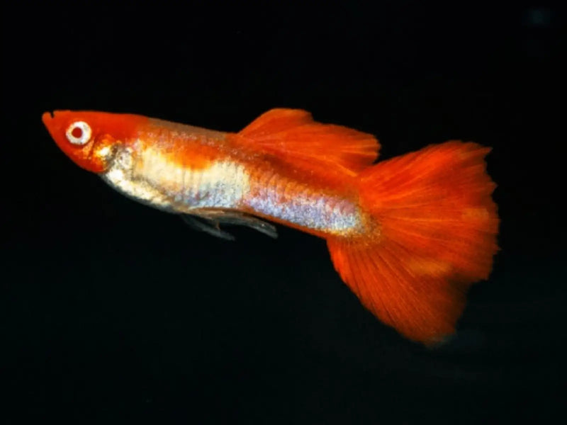Red cap guppy - livestock