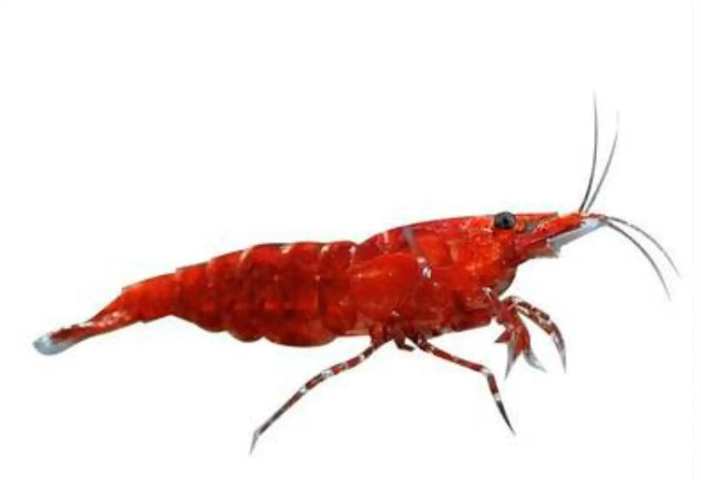 Red cherry shrimp - livestock