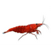 Red cherry shrimp - livestock