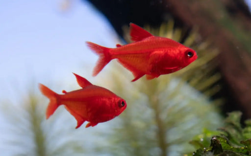 Red cherry tetra - 1 fish - livestock