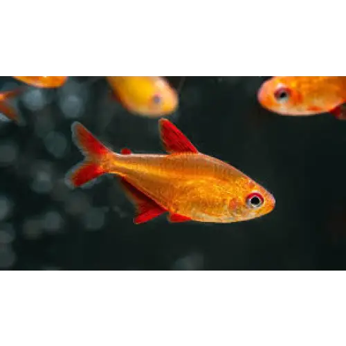 Topick Aquarium Red Cherry Tetra