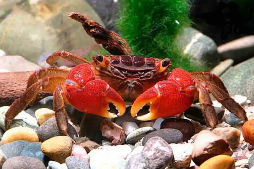 Red crab - 1 - livestock