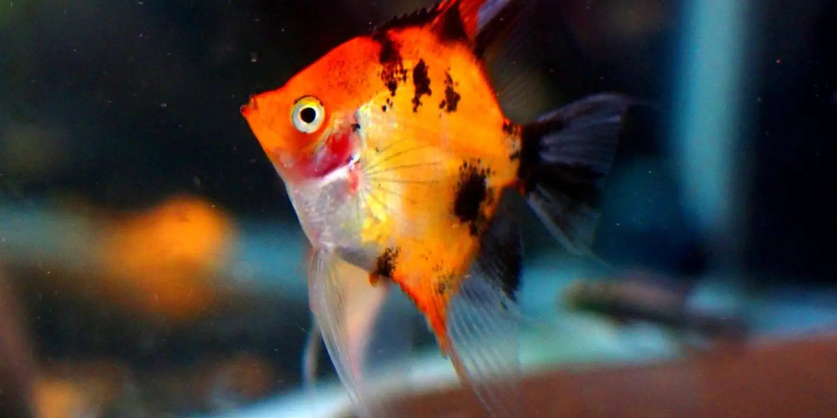 Topick Aquarium - Red Devil Angelfish