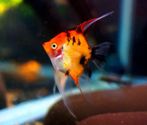 Red Devil Angelfish - Topick Aquarium