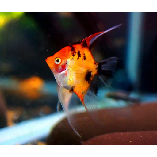 Red devil angelfish - livestock