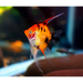 Red devil angelfish - livestock