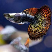 Red Dragon Guppy - Topick Aquarium Canada