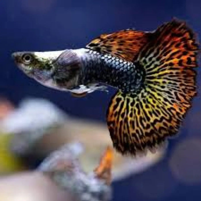 Red dragon guppy - pair - livestock